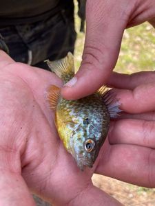 Green Sunfish