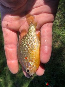 Green Sunfish