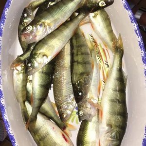 European Perch