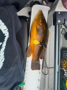 Ballan Wrasse