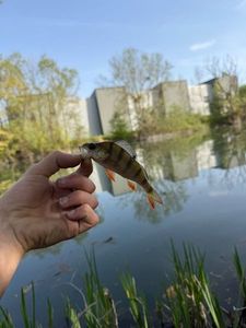 European Perch