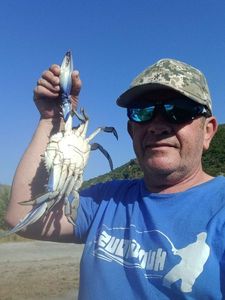 Crabe bleu