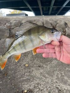 European Perch