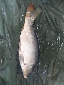 Mirror Carp