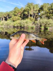 European Perch