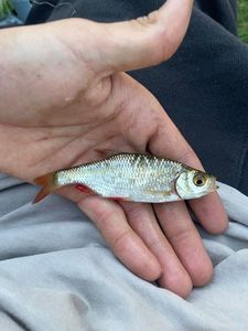 Roach
