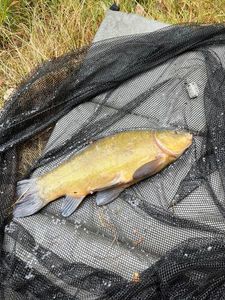 Tench