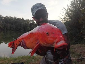 Koï Fish