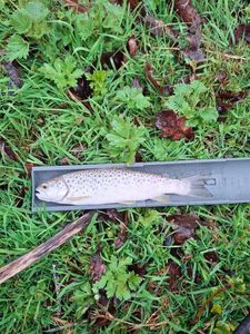 Brown Trout