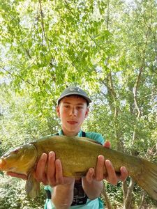 Tench