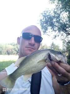 Largemouth Bass