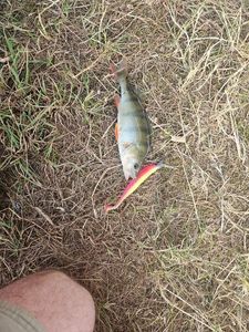 European Perch