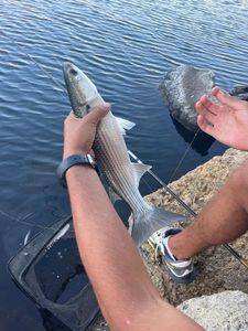 Leaping Mullet