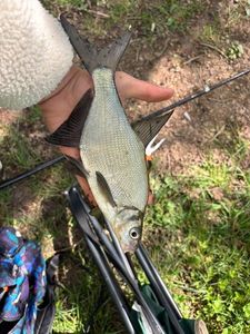Common Bream
