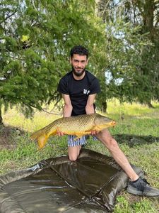 Common Carp