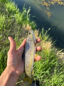 Brown Trout