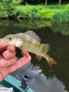 European Perch