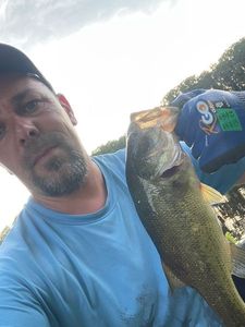 Largemouth Bass