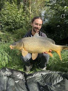 Common Carp