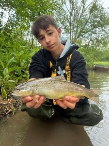Brown Trout