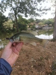 Largemouth Bass