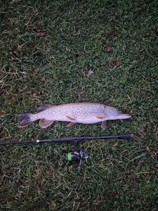 Northern Pike