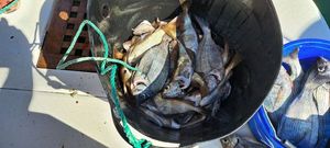 Black Seabream