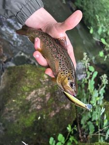 Brown Trout