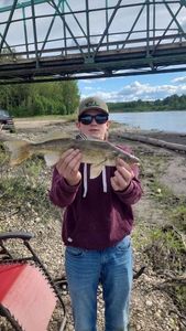 Walleye