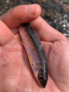 Grayling