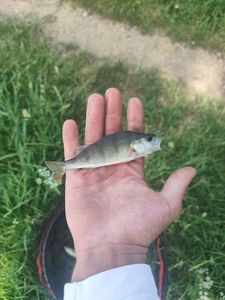 European Perch