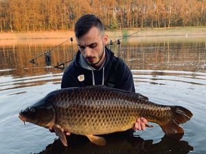 Common Carp
