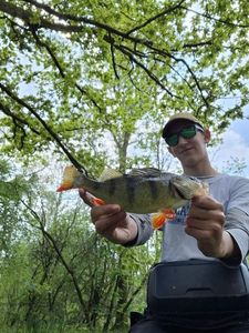 European Perch