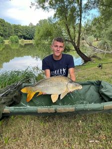 Common Carp