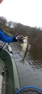 Zander