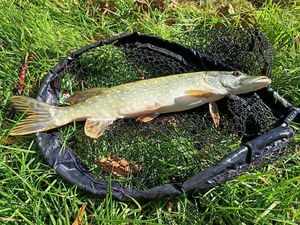 Northern Pike