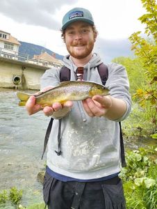 Brown Trout