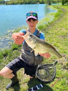Largemouth Bass