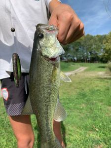 Largemouth Bass