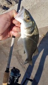 European Bass (Seabass)