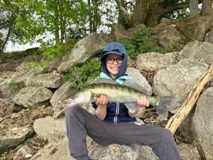 Zander
