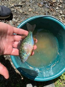 Green Sunfish