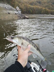 Zander