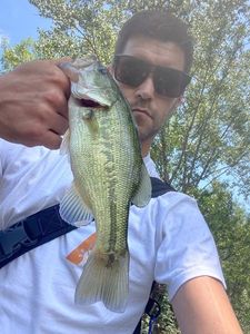 Largemouth Bass