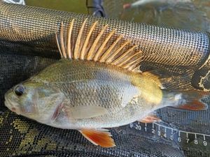 European Perch