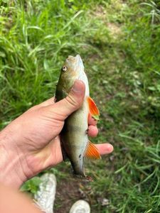 European Perch