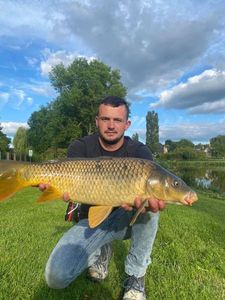 Common Carp