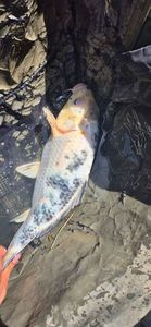 Carpes 