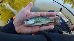 Largemouth Bass
