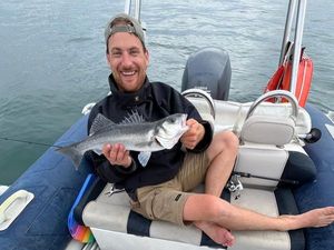European Bass (Seabass)